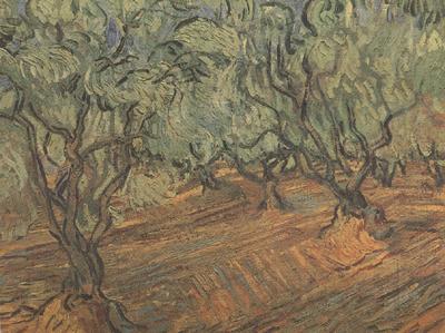 Vincent Van Gogh Olive Grove:Bright Blue Sky (nn04) Spain oil painting art